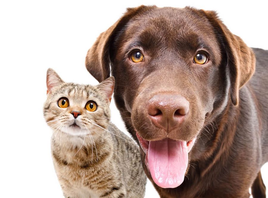 Vier-Pfoten-Team Hund und Katze 